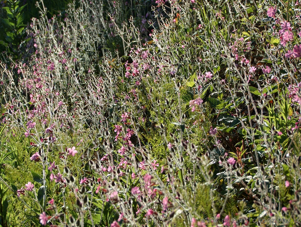 Rosazza (Biella, Italy) - Meadow full of small flowers